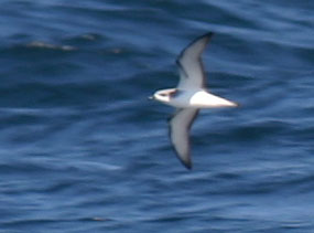 Cook's Petrel